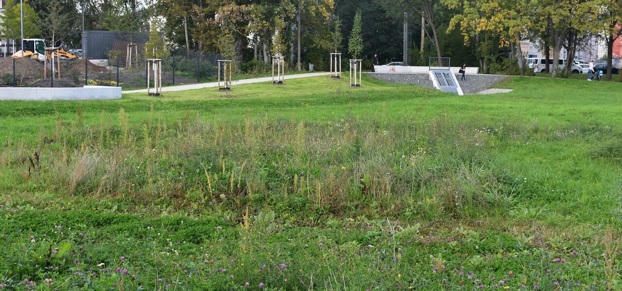 Rietzschke-Aue: Im Hintergrund kurzer Rasen, der zum Fußballspielen einlädt, im Vordergrund darf es für die Wiesenbewohner wachsen