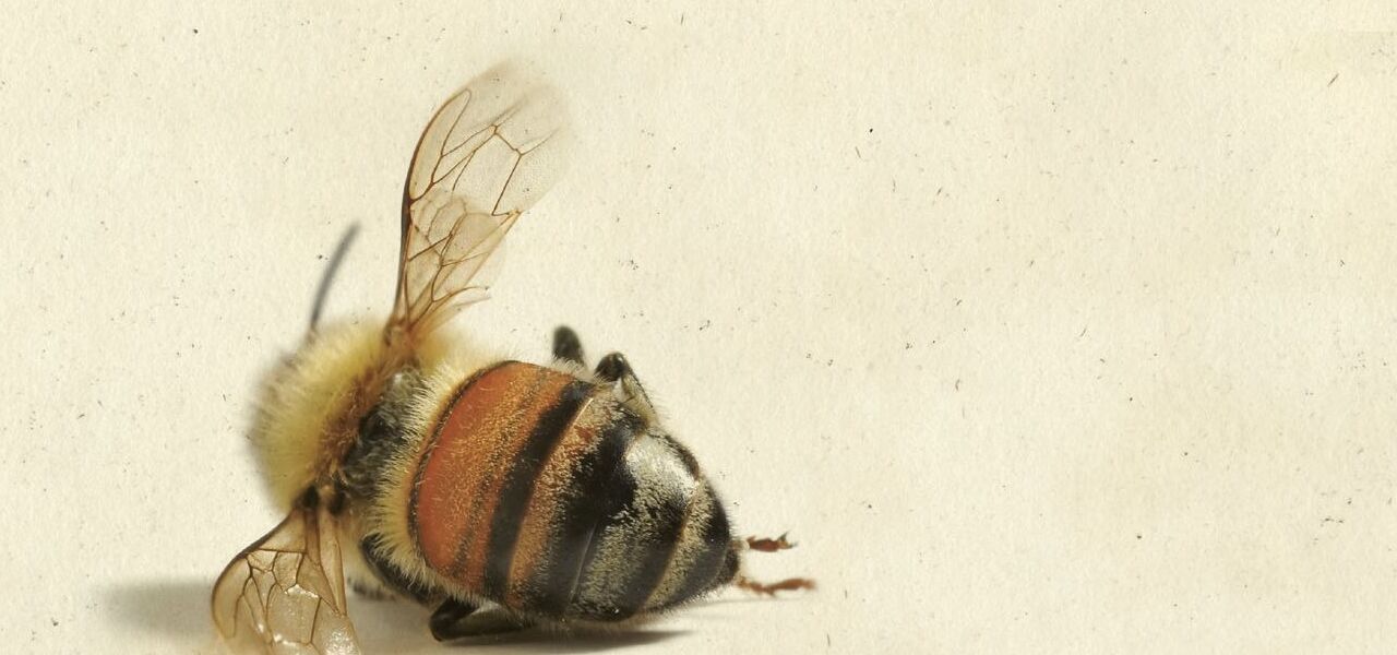 Ausschnitt Buchcover 'Die Geschichte der Bienen' von Maja Lunde