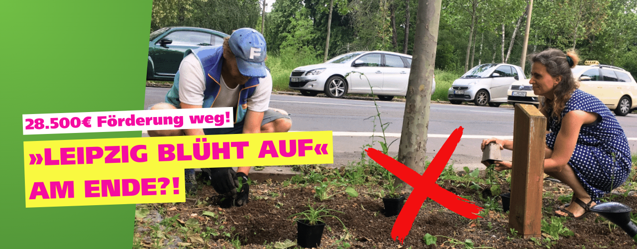 Ein rote Mohnblume leuchtet mitten im blühenden Baumbeet, im Hintergrund fahren Autos auf einer Strasse.