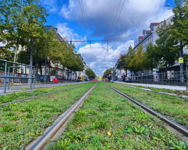 Blick auf eine Straßenbahnstrecke auf der Karl-Liebknecht-Straße mit Gleisen, die von Gras und kleinen Pflanzen überwachsen sind. Links und rechts der Gleise stehen Bäume und mehrstöckige Gebäude. Der Himmel ist bewölkt.