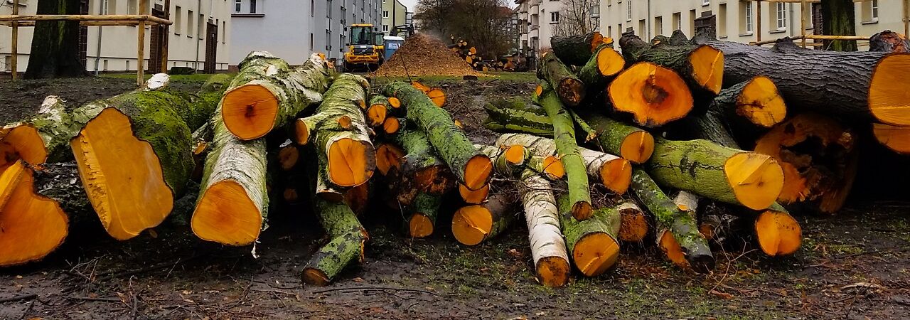 gestapelte gefällte Bäume in einem Leipziger Hinterhof