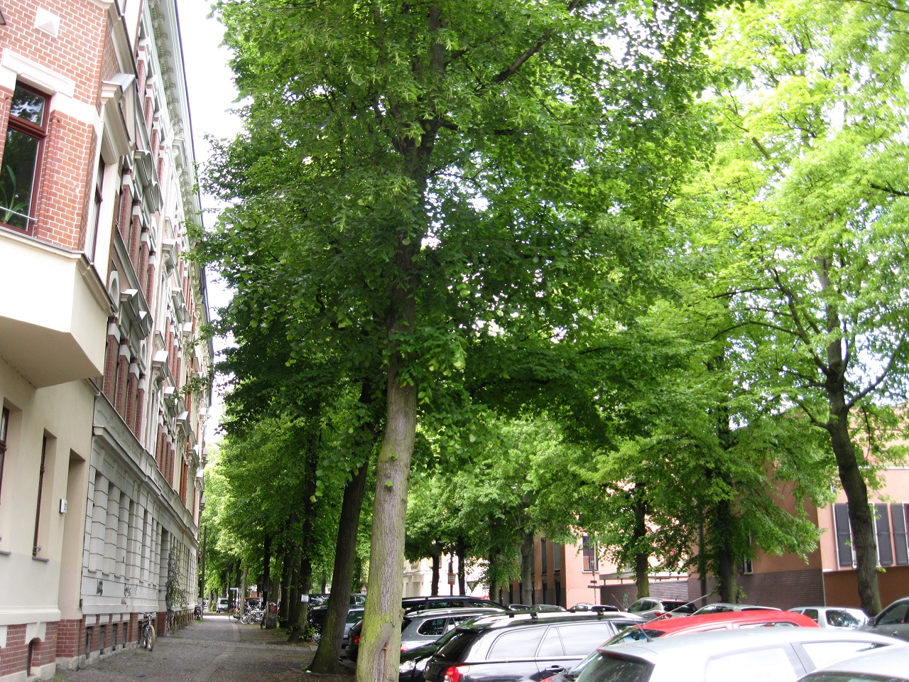 Straße mit alten Bäumen