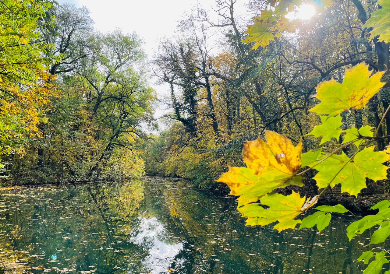 Auwald im Herbst