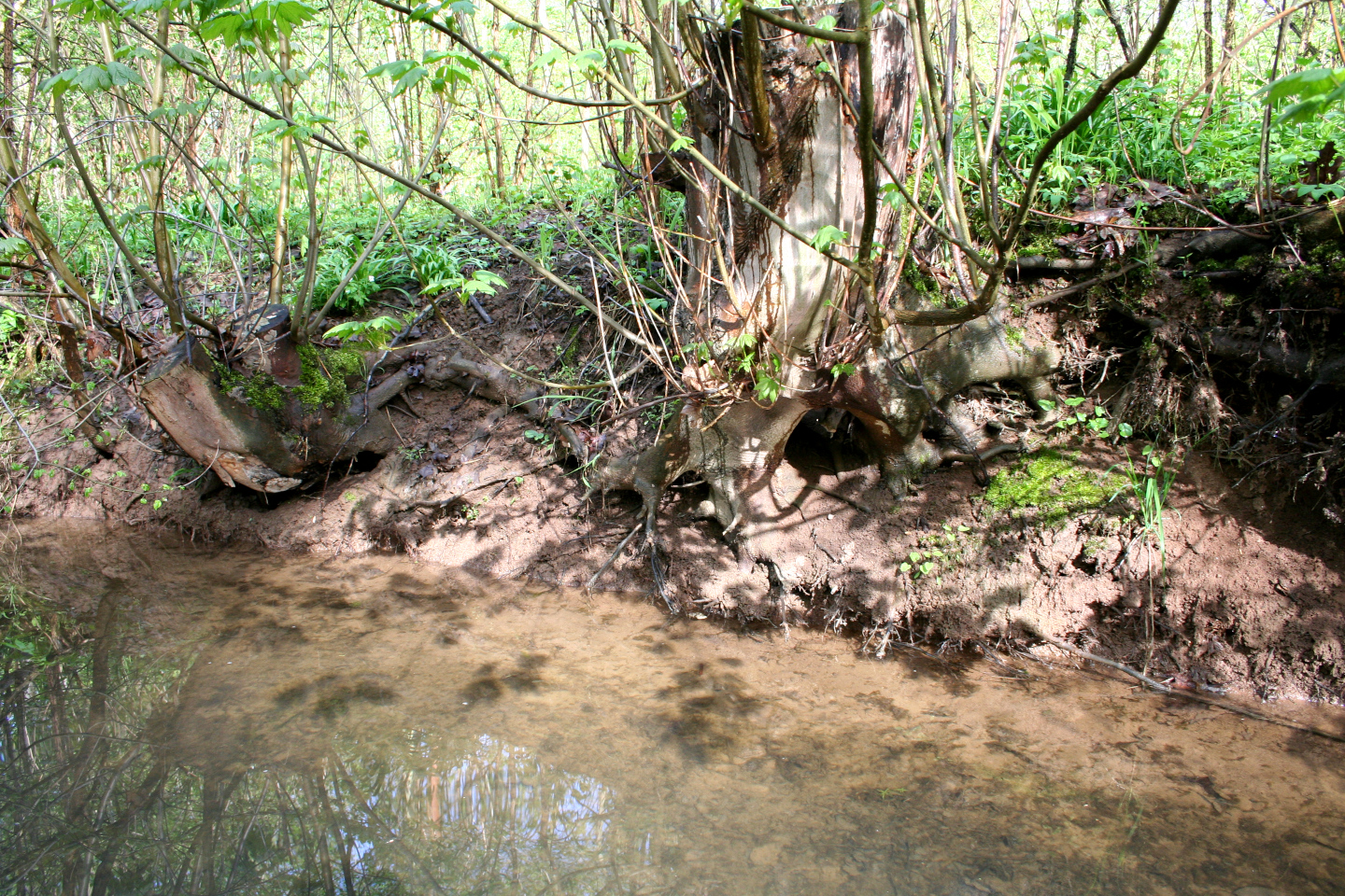 Wurzelwerk eines Baumes am Floßgraben