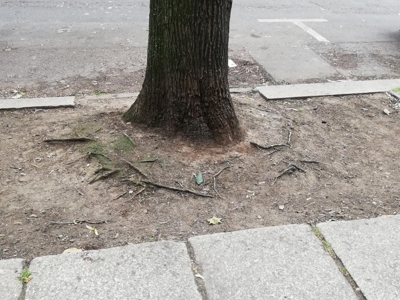 eine ausgefegte Baumscheibe in der Tschaikowskystraße