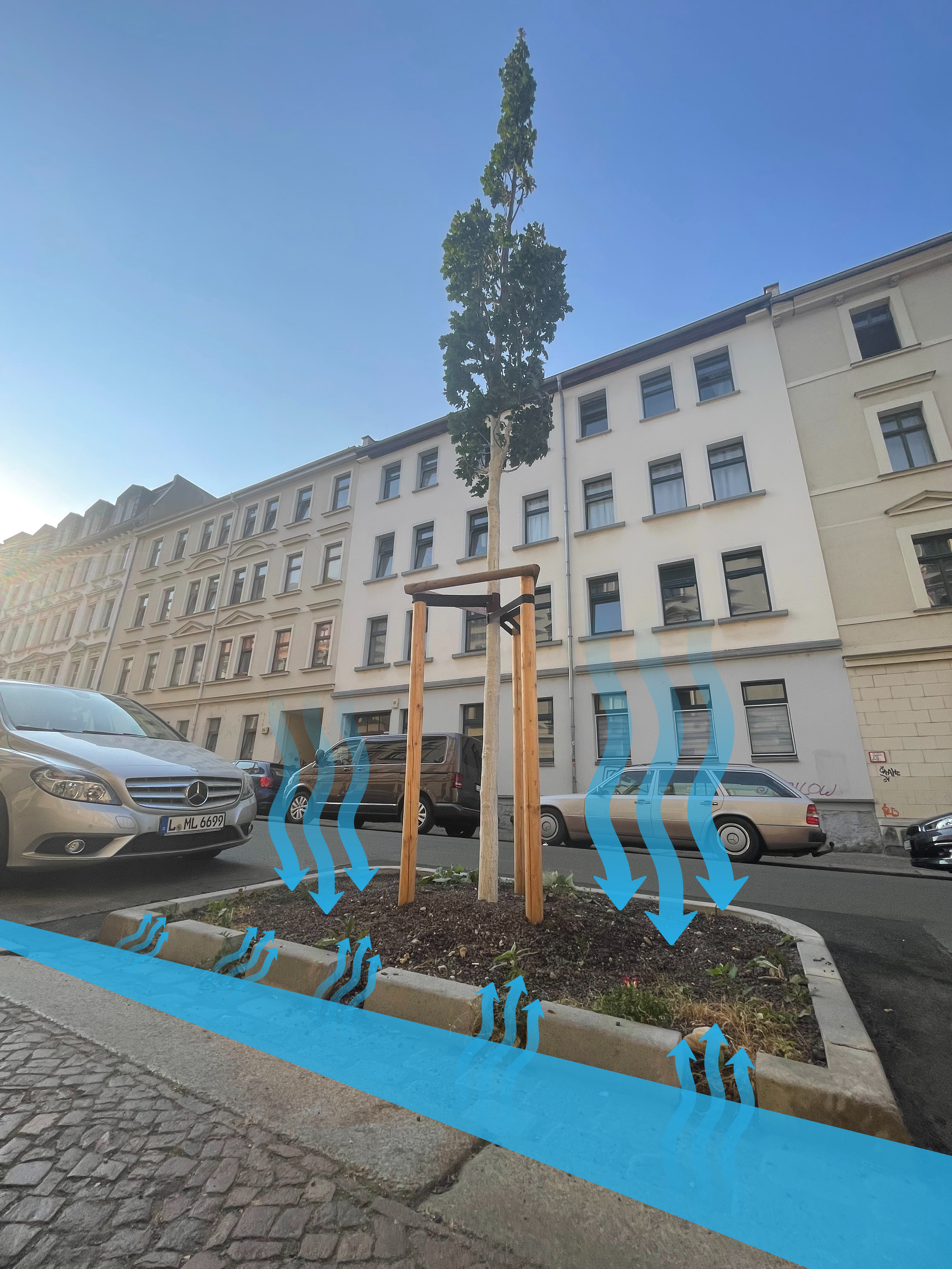 Zwickauer Modell - Das Regenwasser kann vom Baum aufgenommen werden