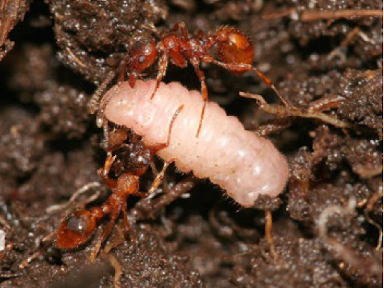 Die Raupe des Bläulings in der Ameisenkolonie